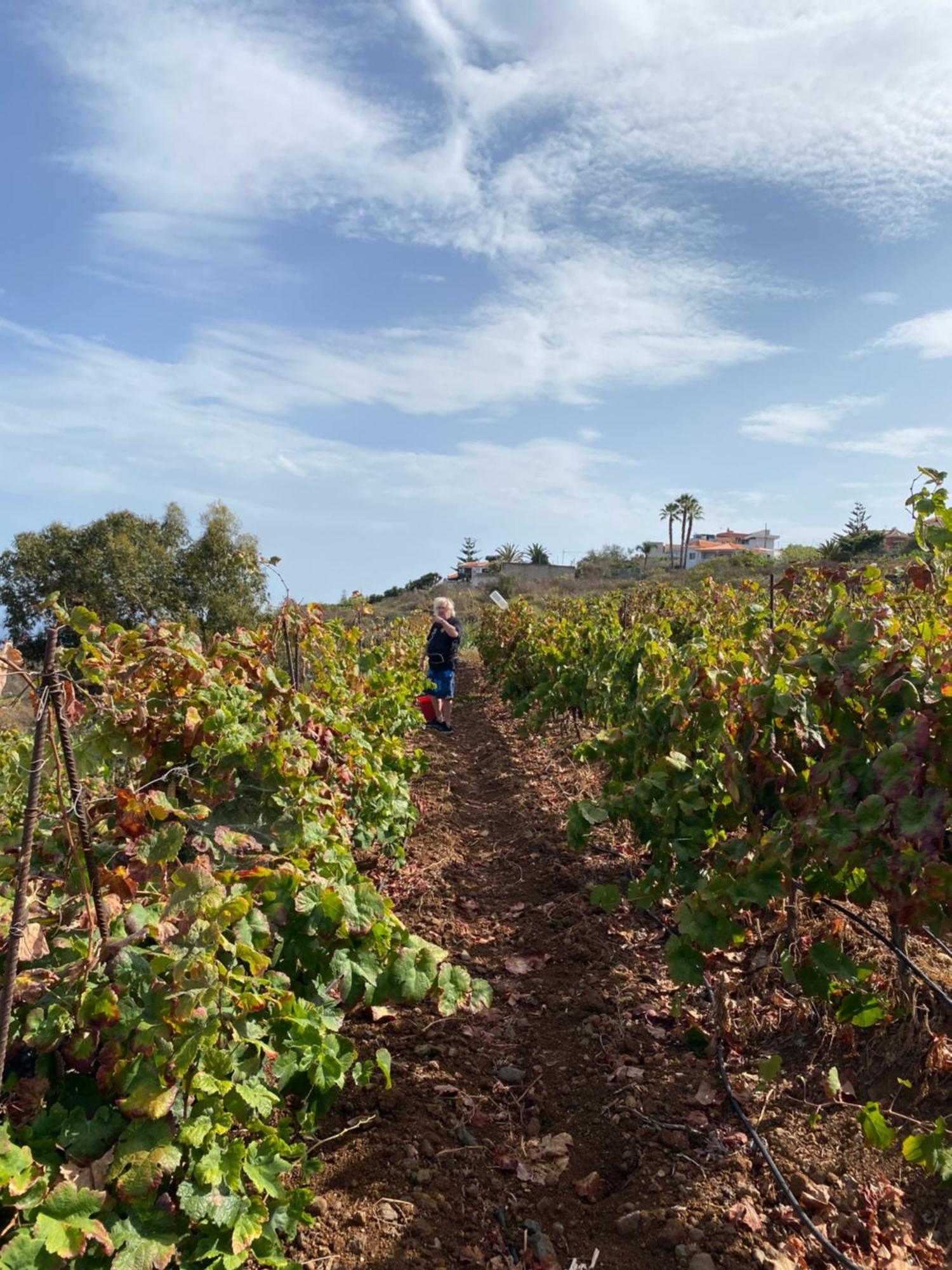 Finca Angelus Apartment Syrah With Amazing Views La Matanza De Acentejo Ngoại thất bức ảnh