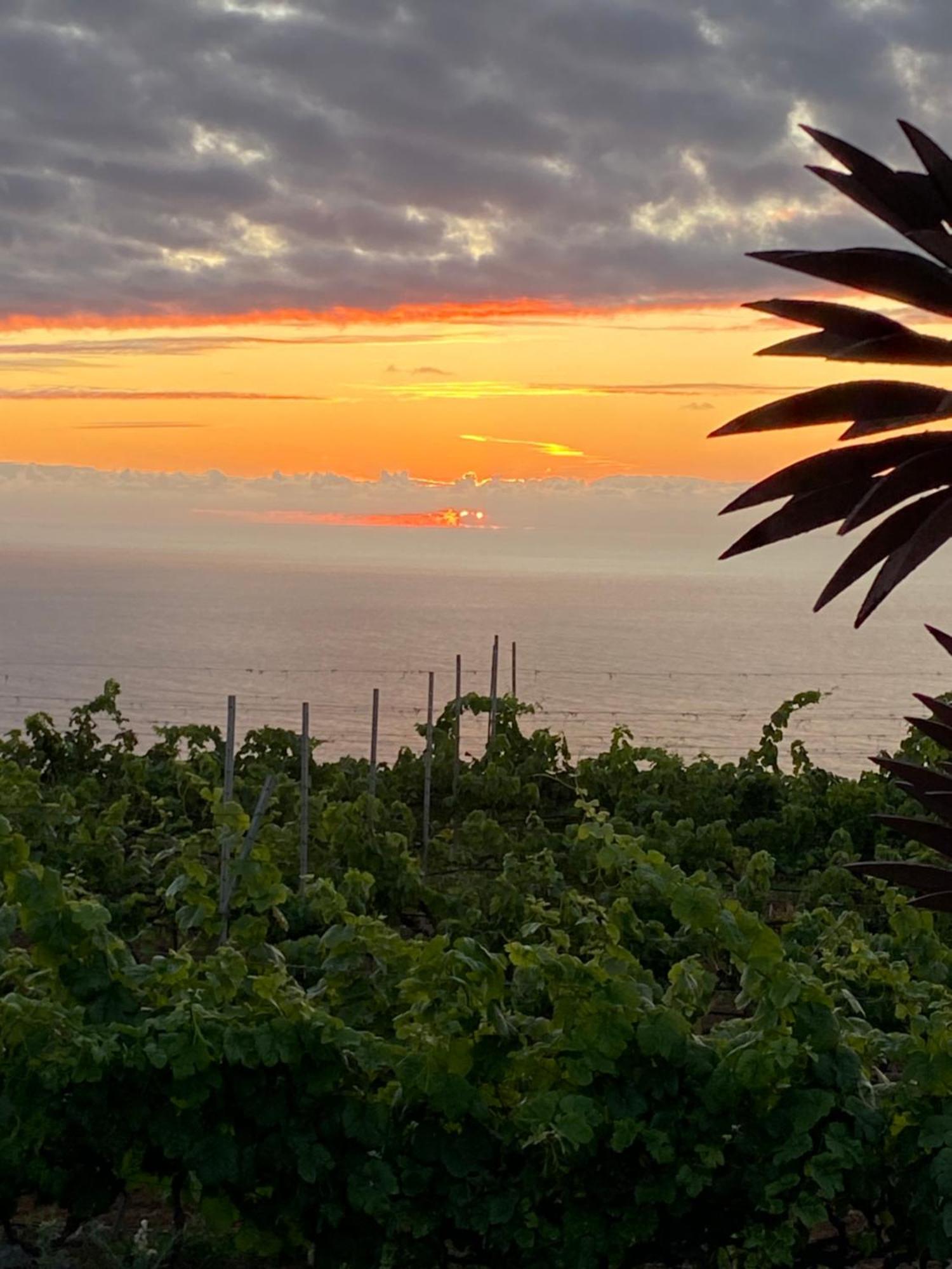 Finca Angelus Apartment Syrah With Amazing Views La Matanza De Acentejo Ngoại thất bức ảnh
